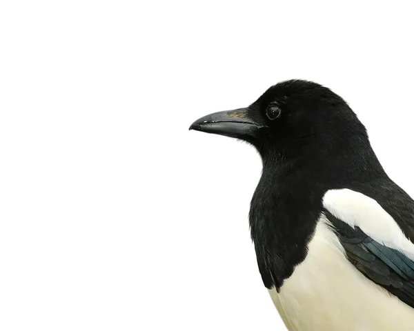 Magpie. . — Fotografia de Stock