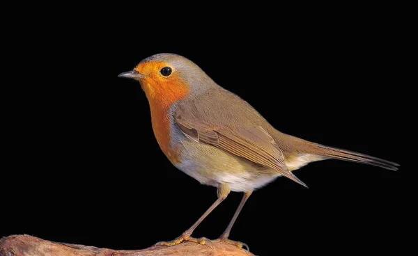 Robin. — Stock Photo, Image