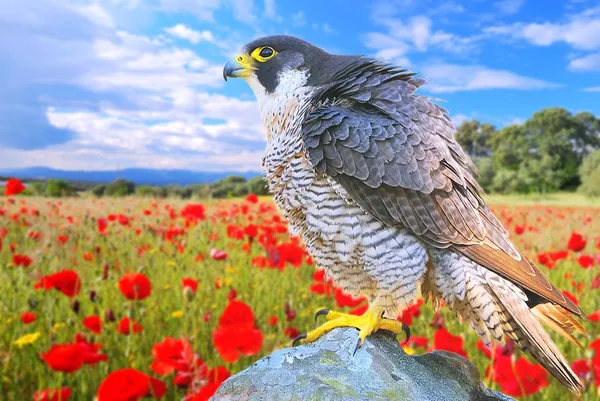 Peregrine Falcon. — Fotografie, imagine de stoc