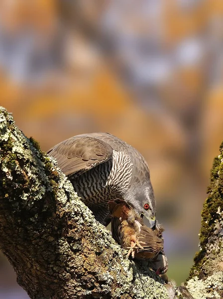 Goshawk. . — Fotografia de Stock