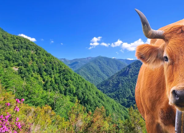 Cow in high mountains. — Stock Photo, Image