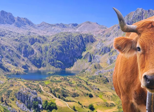 Vache dans le lac Somiedo . — Photo