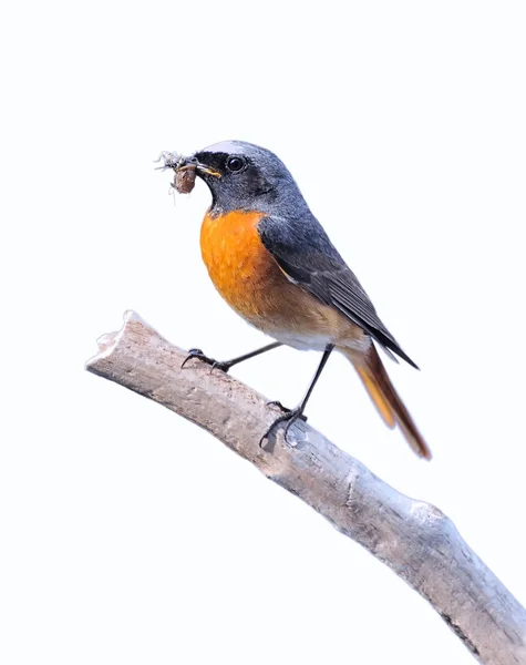 Redstart aislado . — Foto de Stock