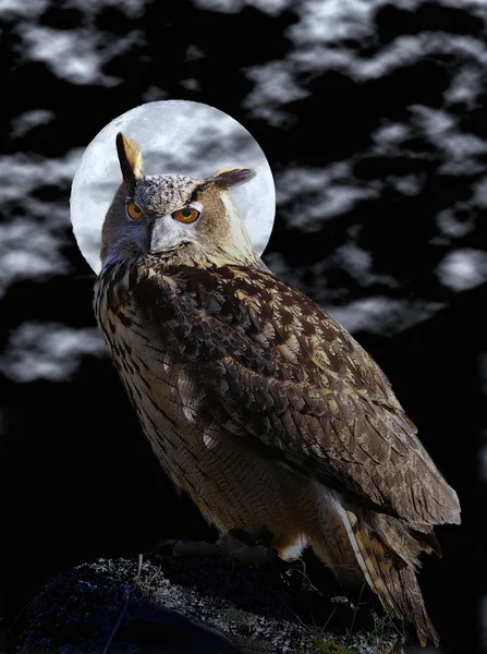 Eagle Owl. — Stock Photo, Image
