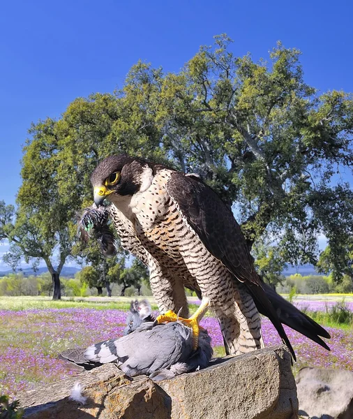 Peregrine Falcon. — Stock Photo, Image