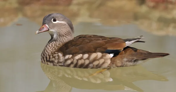 Kadın mandarin ördeği. — Stok fotoğraf