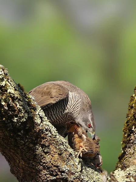 Havik. — Stockfoto