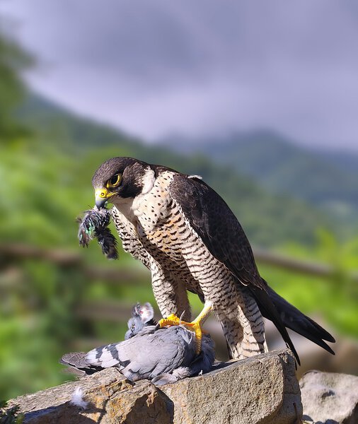 Peregrine Falcon.