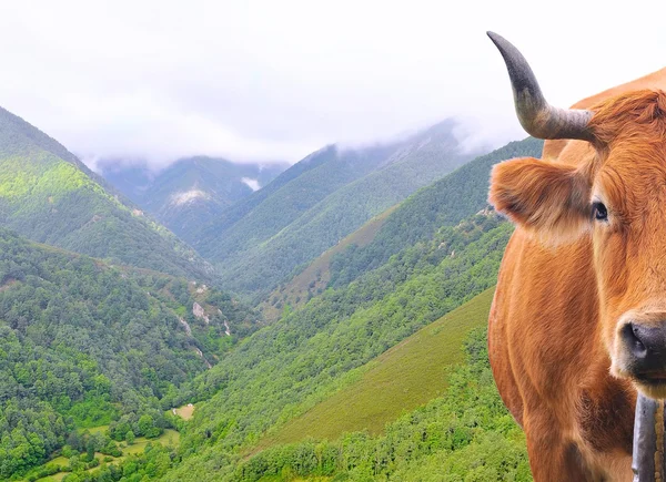 Vaca en altas montañas . — Foto de Stock