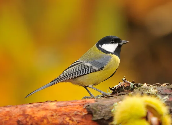 Kohlmeise. — Stockfoto