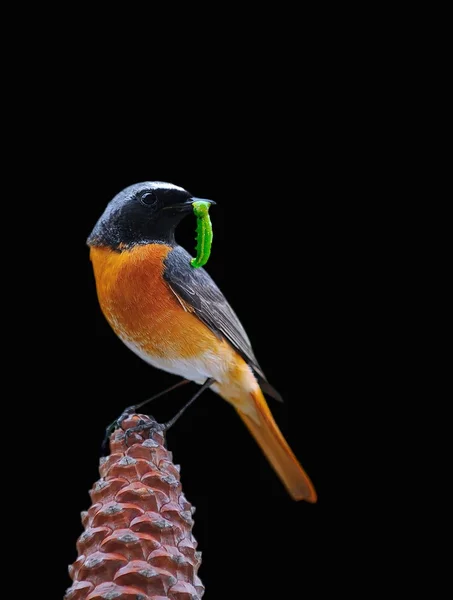 Redstart. — Stock fotografie