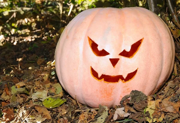 Halloween.. — Fotografia de Stock