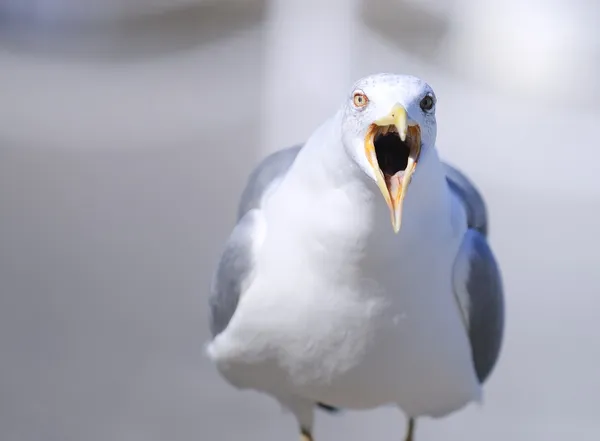 Geelpootmeeuw. — Stockfoto