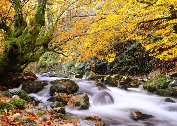 Autunno. — Foto Stock