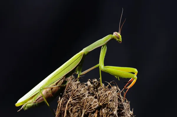 Mantis. . — Fotografia de Stock