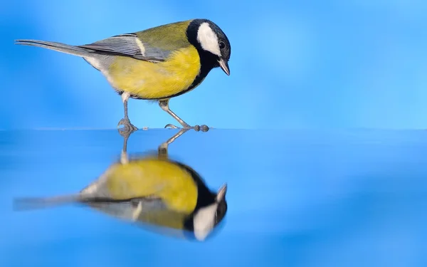 Parus major. . — Fotografia de Stock