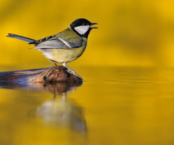 Koolmees bij zonsondergang. — Stockfoto