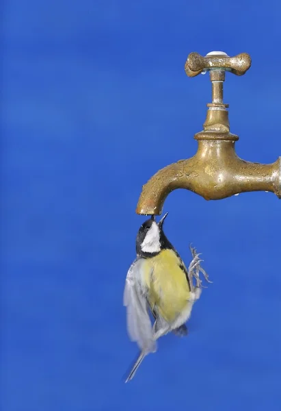 Beber agua. — Foto de Stock