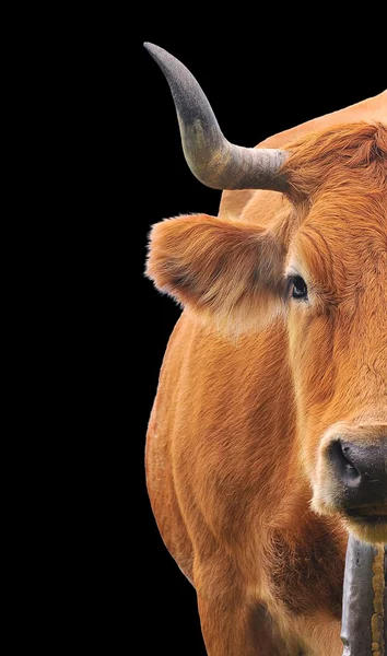 Half of cow. — Stockfoto