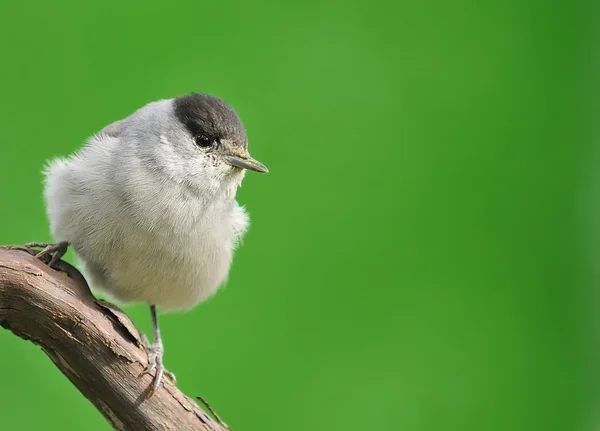 Toutinegra, sylvia atricapilla. — Fotografia de Stock