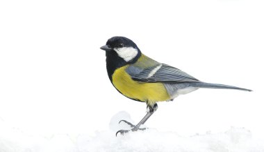 Karda büyük baştankara.