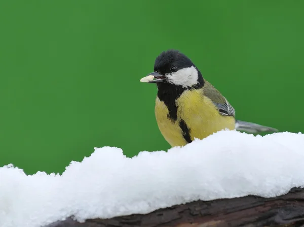 Parus major en la nieve . — Foto de Stock