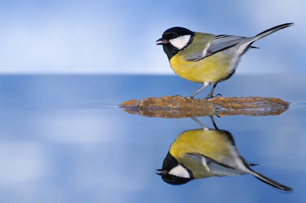 Fågel i vattnet. — Stockfoto