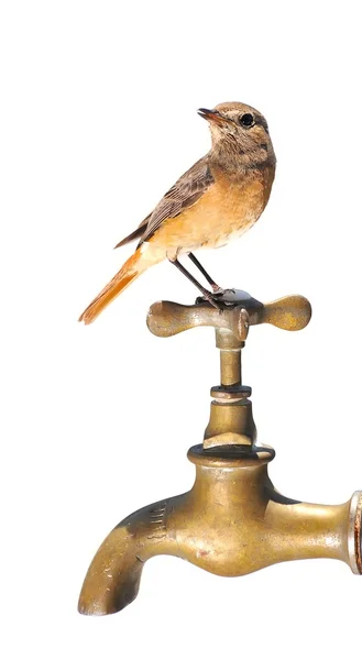 Uccello e rubinetto . — Foto Stock
