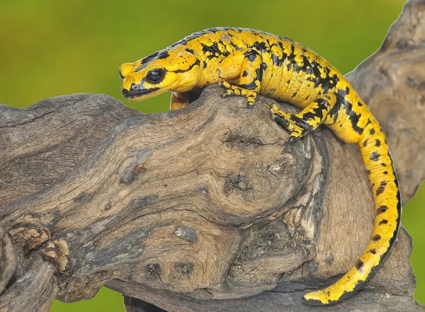 Salamander. — Stockfoto