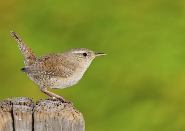 Invierno wren sobre fondo verde — Foto de Stock