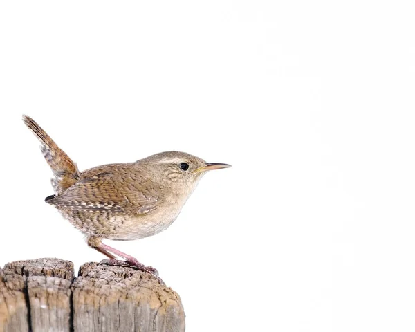 Wren de iarnă pe fundal alb — Fotografie, imagine de stoc