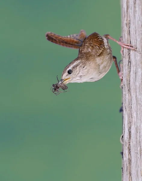 Winter wren. — Stock Photo, Image