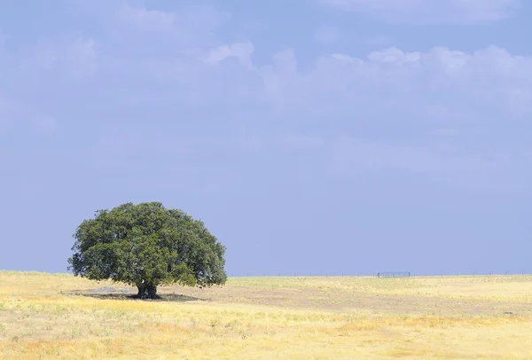 Osamělý strom. — Stock fotografie