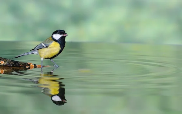 Víz és a bird. — Stock Fotó