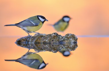 su büyük baştankara.