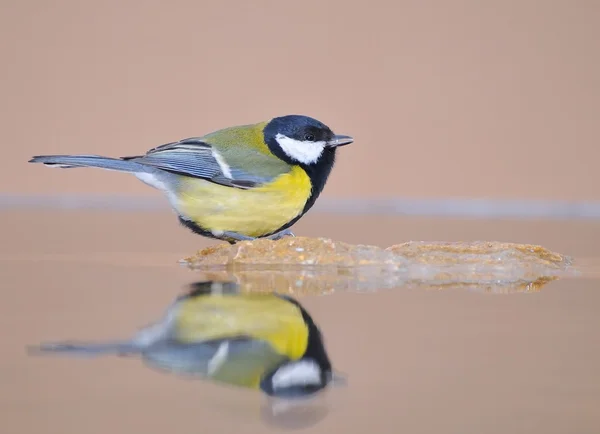 Koolmees in het water. — Stockfoto