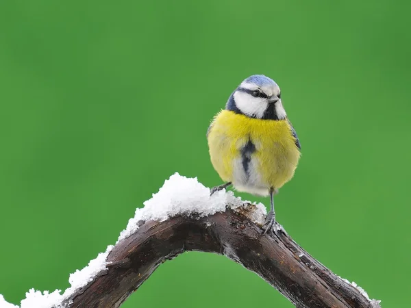 블루 가슴, cyanistes caeruleus — 스톡 사진