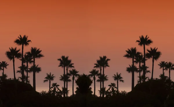 Sunset with palms. — Stock Photo, Image