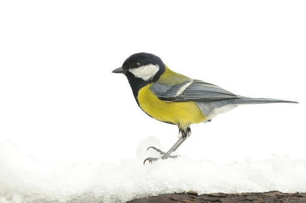 Gran teta en la nieve . — Foto de Stock