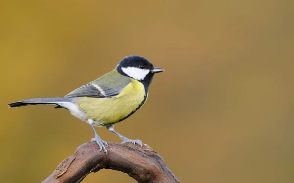 Gran teta, Parus Major . — Foto de Stock