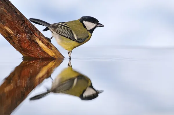 Great tit on water. — Stock Photo, Image