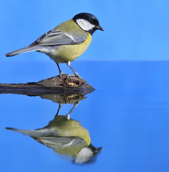 Parus major in the water. — Stock Photo, Image