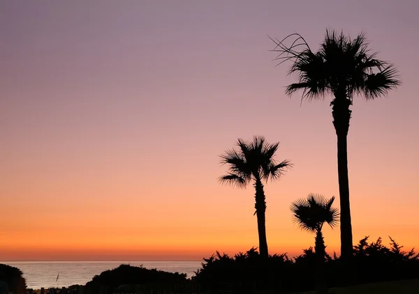 Puesta de sol con palmeras . — Foto de Stock