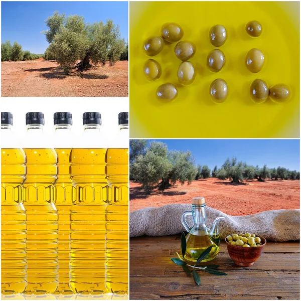 Olive oil composition. — Stock Photo, Image