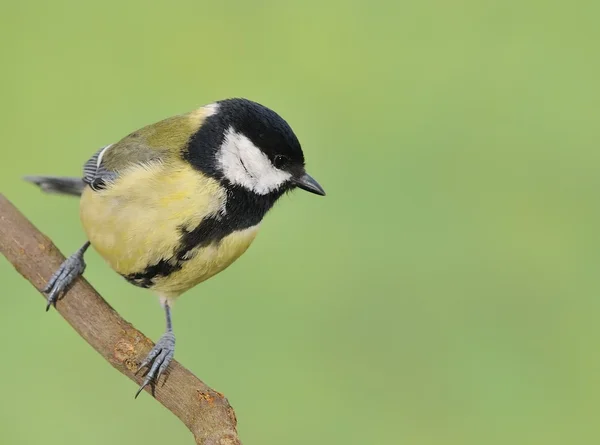 Kohlmeise. — Stockfoto