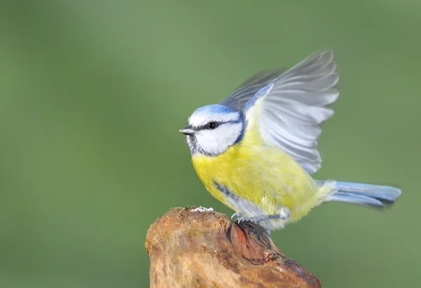 Blue tit, cyanistes caeruleus. — Stock Photo, Image