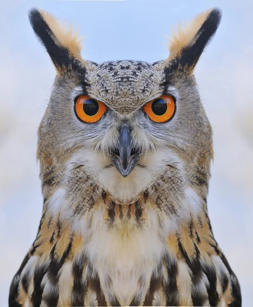 Burung hantu Elang . — Stok Foto