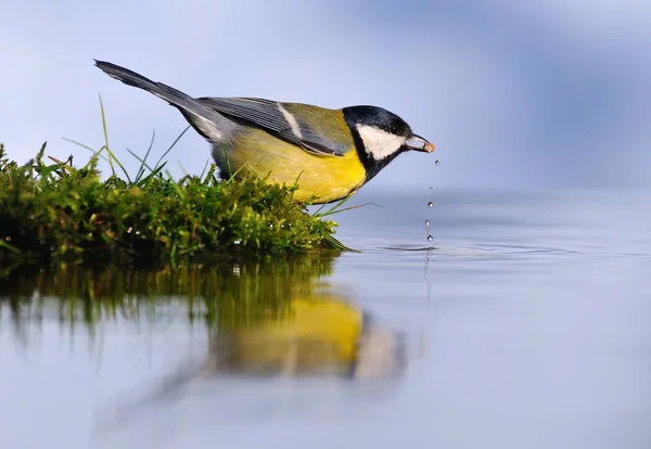 Riflessioni sull'acqua. — Foto Stock