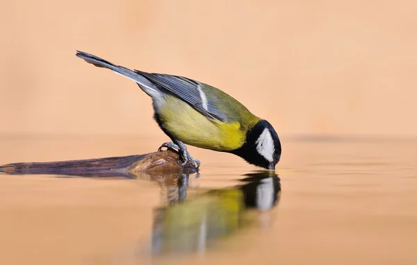 Reflexões da água. — Fotografia de Stock