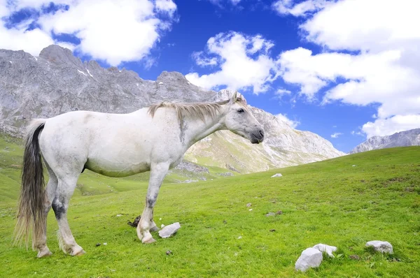 Wild horse. — Stock Photo, Image